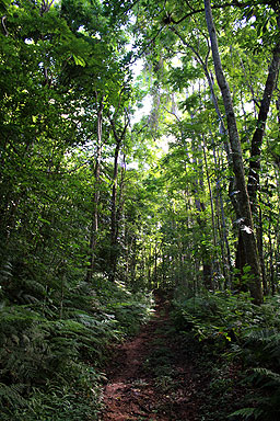 Rainforest photo