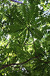Cedar Tree photo