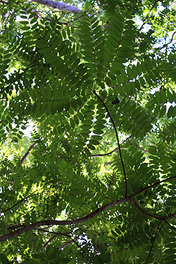 Cedar Tree photo