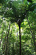 Giant Fern photo