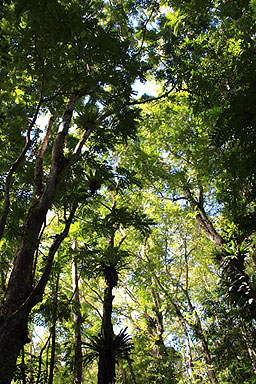 Rainforest Canopy photo