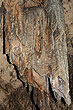 Stalactites photo