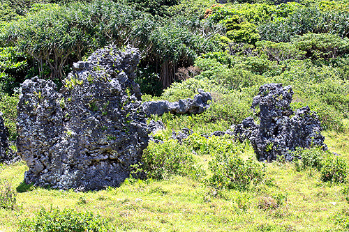 The Rock Garden photo