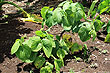 Kava Plant photo