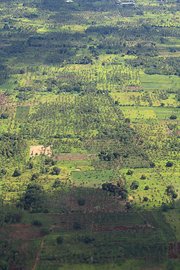 Aerial View of Plantations in Tonga photo