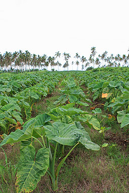 Plantation Workers photo