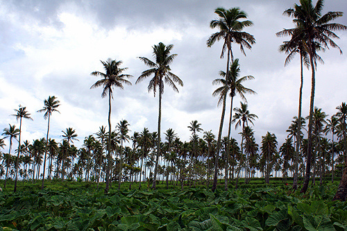 Tongan Plantation photo