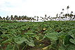 Taro Plantation photo