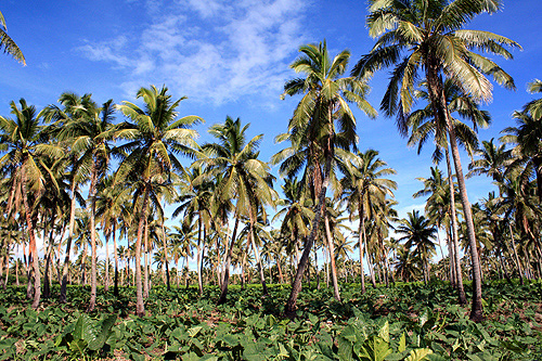 Tongan Plantation photo