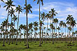 Coconut Tree Plantation photo