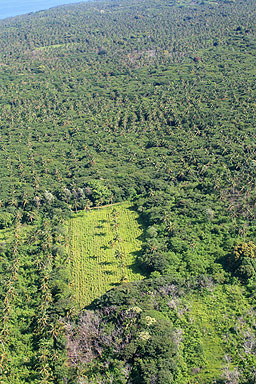 Aerial View of Plantations in Tonga photo