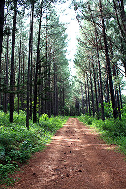 Forestry Plantation photo