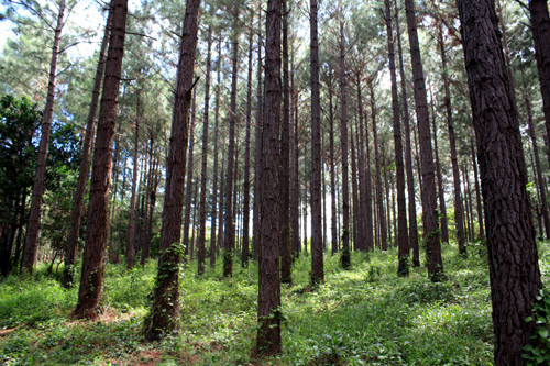 Pine Plantation photo