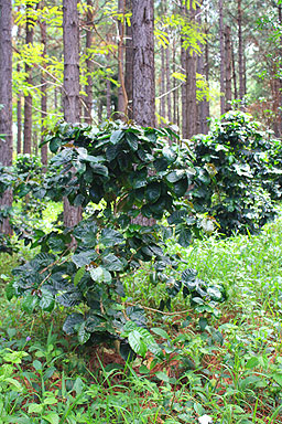 Coffee Plant photo