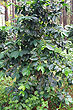 Coffee Tree photo