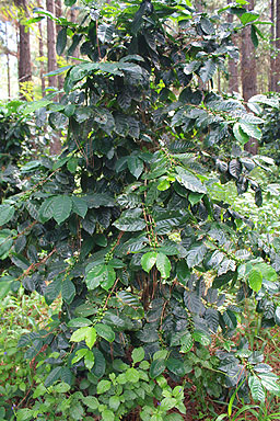Coffee Plant photo