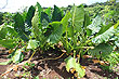 Taro Field photo