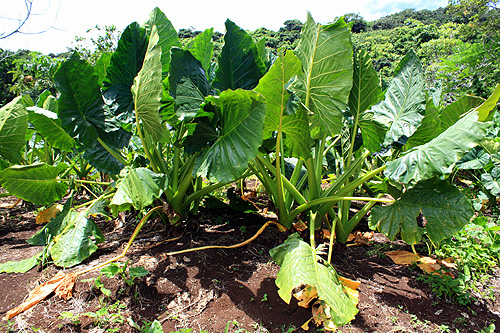 Taro Plants photo