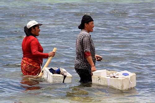 Collecting Sea Food photo