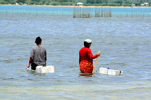 Collecting Sea Food photo