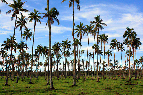 Coconut Palms photo